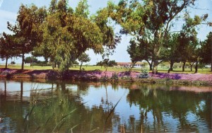 Golfing in Alameda, 36 hole municipal course, Alameda, California    